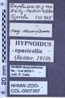 Etikette zu Hypnoidus opacicollis (Reitter, 1910) (NHMW-ZOO-COL-0007397)